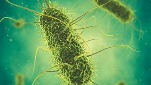 Azospirillum-up-close