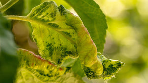 mottled-leaf-yellowing-and-curling-at-the-tips