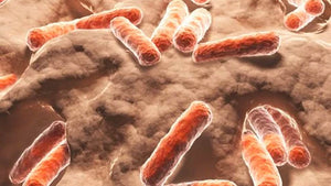 beneficial-bacteria-macro-on-soil-surface