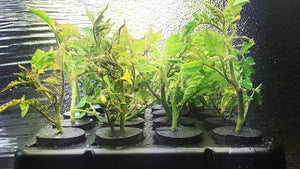 buy bamboo plants online Golden Bamboo (Phyllostachys Aurea)