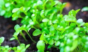 green-sprouts-in-dark-soil