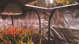 grow-tent-with-plants-and-two-grow-lights
