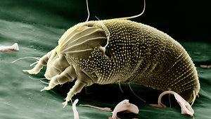 spider-mite-macro-image