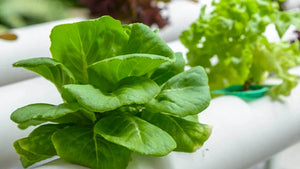 lettuce-in-hydroponic-system
