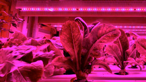 LED-Grow-Lights-Casting-Red-Light-Over-Hydroponic-Lettuce