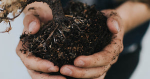 Two hands holding living soil. Way to Grow living soil