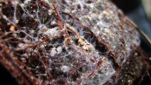 white-web-of-mycorrhizae-growing-on-soil-surface