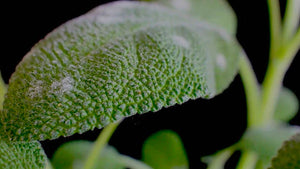 small-spots-of-powdery-mildew-on-textured-leaf