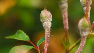 powdery-mildew-covering-the-tip-of-a-small-rose-bud
