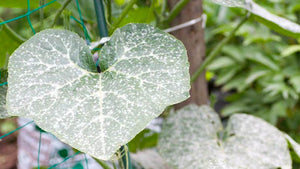 Powdery-Mildew-covering-melon-leaf