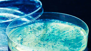 spores-in-a-petri-dish-way-to-grow