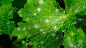 powdery mildew spots on melon leaf