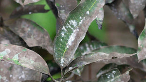 powdery-mildew-on-drying-leaf
