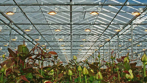 plants-in-grow-room-greenhouse-with-lights-on-ceiling