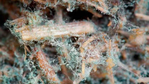 trichoderma-up-close