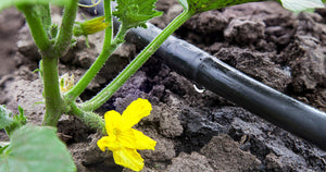 What is Silic Acid? Plant with yellow flower and drip irrigation.